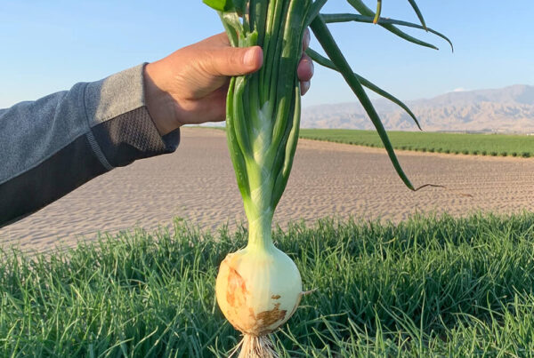 cebolla blanca dulce